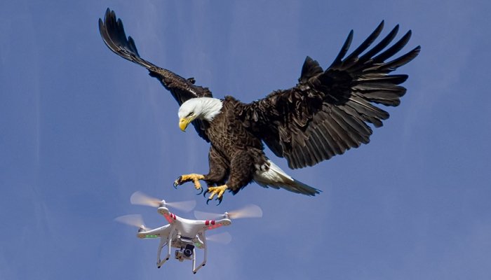 Orlovi protiv dronova